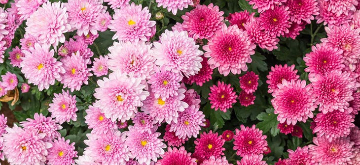 hardy chrysanthemums featured plant